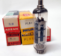 PL81